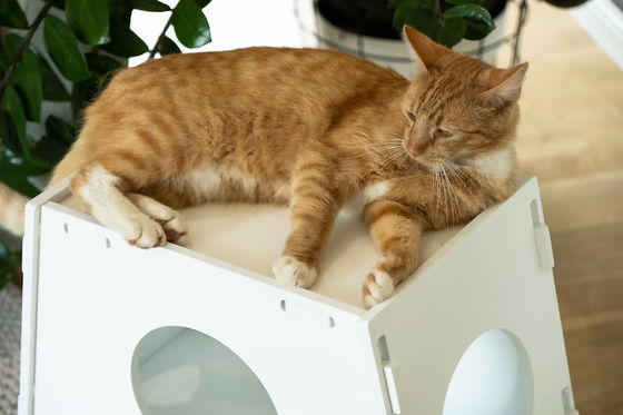 Деревянный стул Домашний прибор Современный крытый домашний питомец Клетка Дом для собак и кошек Гостиная