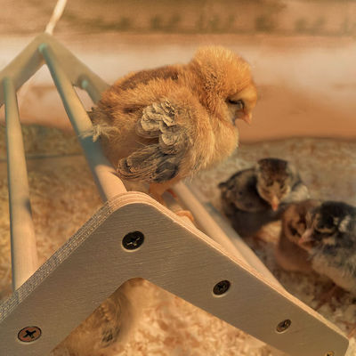 Сияя цыпленок Perch Сильный деревянный джунгли тренажерная комната Bar Roosting Куриные игрушки для Coop и Brooder
